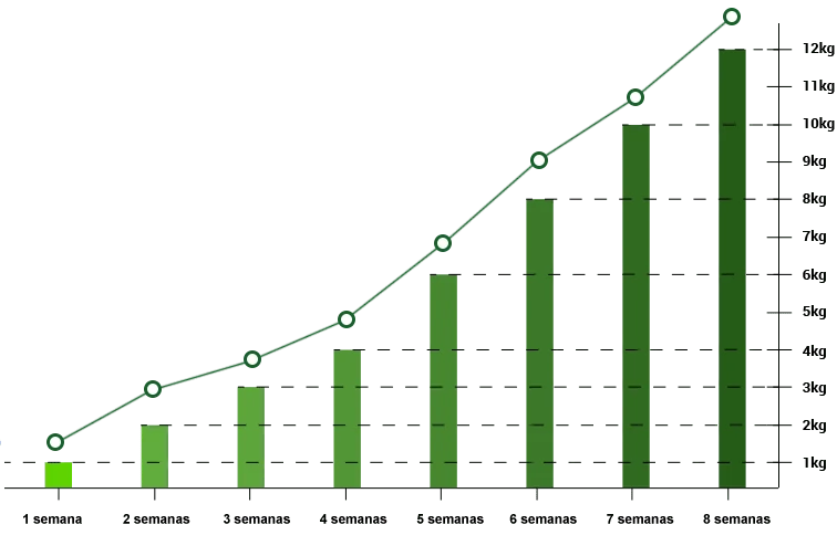 Gráfico de progreso en la pérdida de peso con Green Barley Plus: antes y después