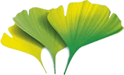 Ginkgo biloba en Steplex: mejora circulación y reduce inflamación articular.